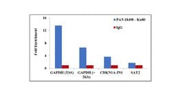 Invitrogen Ku80 Polyclonal Antibody 100 &mu;g; Unconjugated:Antibodies,