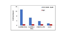 Invitrogen Ku80 Polyclonal Antibody 100 &mu;g; Unconjugated:Antibodies,