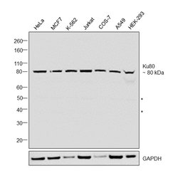 Invitrogen Ku80 Polyclonal Antibody 100 &mu;g; Unconjugated:Antibodies,