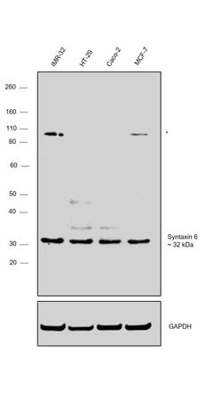 Invitrogen Syntaxin 6 Polyclonal Antibody 100 &mu;g; Unconjugated:Antibodies,