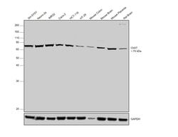 Invitrogen ChAT Polyclonal Antibody 100 &mu;g; Unconjugated:Antibodies,