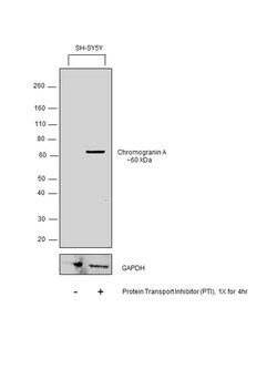 Invitrogen Chromogranin A Precursor Polyclonal Antibody 100 &mu;g; Unconjugated:Antibodies,