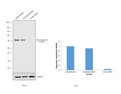 Invitrogen Chromogranin A Precursor Polyclonal Antibody 100 &mu;g; Unconjugated:Antibodies,