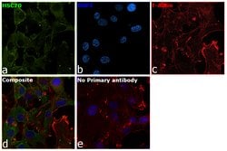 Invitrogen HSC70 Polyclonal Antibody 100 &mu;g | Buy Online | Invitrogen&trade; | Fisher Scientific