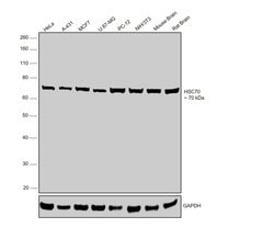 Invitrogen HSC70 Polyclonal Antibody 100 &mu;g | Buy Online | Invitrogen&trade; | Fisher Scientific