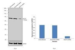 Invitrogen HSC70 Polyclonal Antibody 100 &mu;g | Buy Online | Invitrogen&trade; | Fisher Scientific
