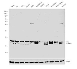 Invitrogen VHL Polyclonal Antibody 100 &mu;g; Unconjugated:Antibodies,