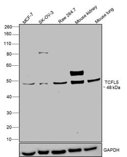 Invitrogen TCFL5 Polyclonal Antibody 100 &mu;g; Unconjugated:Antibodies,