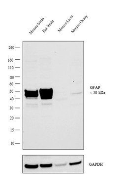 Invitrogen&trade;&nbsp;GFAP Polyclonal Antibody
