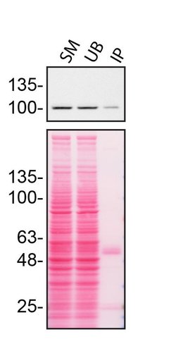 Invitrogen ITCH Polyclonal Antibody 100 &mu;g; Unconjugated:Antibodies,