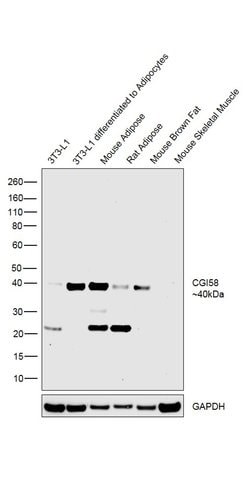 Invitrogen CGI58 Polyclonal Antibody 100 &mu;g; Unconjugated:Antibodies,