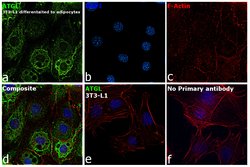 Invitrogen ATGL Polyclonal Antibody 100 &mu;g; Unconjugated:Antibodies,