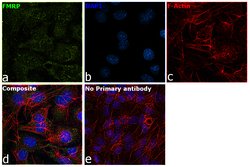 Invitrogen FMRP Polyclonal Antibody 100 &mu;g; Unconjugated:Antibodies,