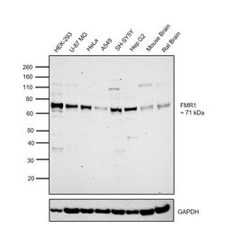 Invitrogen FMRP Polyclonal Antibody 100 &mu;g; Unconjugated:Antibodies,