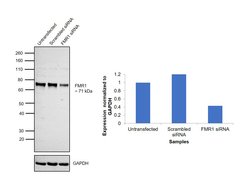 Invitrogen FMRP Polyclonal Antibody 100 &mu;g; Unconjugated:Antibodies,