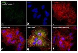 Invitrogen GOT1 Polyclonal Antibody 100 &mu;g; Unconjugated:Antibodies,