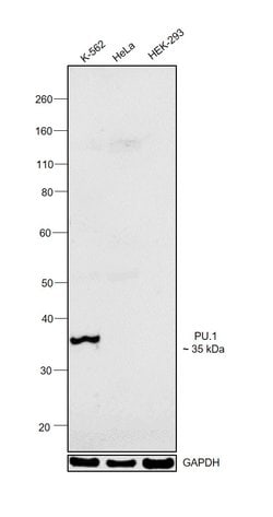 Invitrogen PU.1 Polyclonal Antibody 100 &mu;g; Unconjugated:Antibodies,