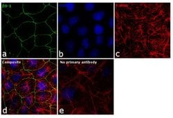 Invitrogen ZO-1 Polyclonal Antibody 100 μg; Unconjugated:Antibodies,