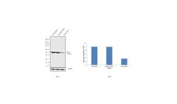 Invitrogen PAR1 Polyclonal Antibody 100 &mu;g; Unconjugated:Antibodies,