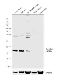 Invitrogen Caveolin 3 Polyclonal Antibody 100 &mu;g; Unconjugated:Antibodies,