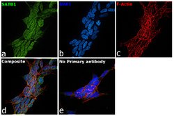 Invitrogen SATB1 Polyclonal Antibody 100 &mu;g; Unconjugated:Antibodies,