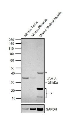 Invitrogen JAM-A (CD321) Polyclonal Antibody 100 &mu;g; Unconjugated:Antibodies,