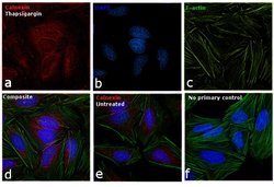 Invitrogen Calnexin Polyclonal Antibody 100 &mu;g; Unconjugated:Antibodies,
