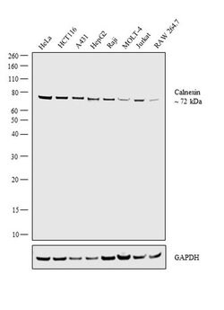 Invitrogen Calnexin Polyclonal Antibody 100 &mu;g; Unconjugated:Antibodies,