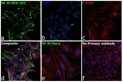 Invitrogen NEFM Polyclonal Antibody 100 &mu;g; Unconjugated:Antibodies,