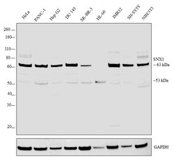 Invitrogen SNX1 Polyclonal Antibody 100 &mu;g; Unconjugated:Antibodies,