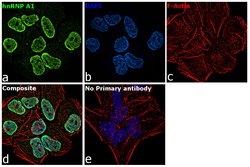 hnRNP A1 Polyclonal Antibody, Invitrogen 100 &mu;g; Unconjugated:Antibodies,