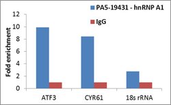 hnRNP A1 Polyclonal Antibody, Invitrogen 100 &mu;g; Unconjugated:Antibodies,