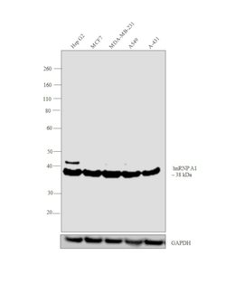 hnRNP A1 Polyclonal Antibody, Invitrogen 100 &mu;g; Unconjugated:Antibodies,