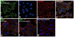 Invitrogen YBX1 Polyclonal Antibody 100 &mu;g; Unconjugated:Antibodies,