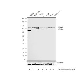 Invitrogen beta Catenin Polyclonal Antibody 100 &mu;g; Unconjugated:Antibodies,