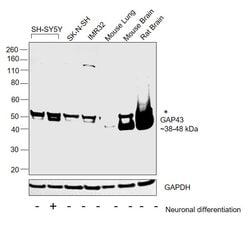 Invitrogen GAP43 Polyclonal Antibody 100 &mu;g; Unconjugated:Antibodies,
