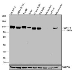 Invitrogen Sortilin Polyclonal Antibody 100 &mu;g; Unconjugated:Antibodies,