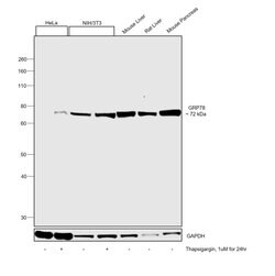 Invitrogen GRP78 Polyclonal Antibody 100 μg; Unconjugated:Antibodies,