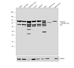 Invitrogen Nucleolin Polyclonal Antibody 100 μg; Unconjugated:Antibodies,