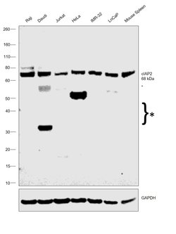 Invitrogen cIAP2 Polyclonal Antibody 100 &mu;g; Unconjugated:Antibodies,