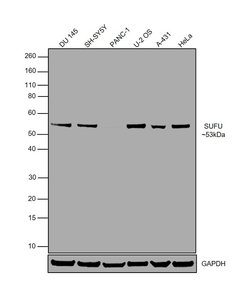 Invitrogen SUFU Polyclonal Antibody 100 &mu;g; Unconjugated:Antibodies,