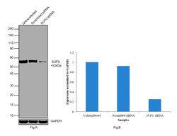 Invitrogen SUFU Polyclonal Antibody 100 &mu;g; Unconjugated:Antibodies,