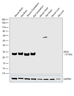 Invitrogen MOG Polyclonal Antibody 100 &mu;g; Unconjugated:Anticuerpos