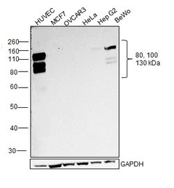Invitrogen&trade;&nbsp;VE-cadherin Polyclonal Antibody