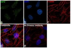Invitrogen EEF2 Polyclonal Antibody 100 &mu;g; Unconjugated:Antibodies,