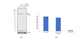 Invitrogen EEF2 Polyclonal Antibody 100 &mu;g; Unconjugated:Antibodies,