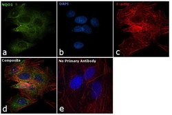 Invitrogen NQO1 Polyclonal Antibody 100 &mu;g | Buy Online | Invitrogen&trade; | Fisher Scientific