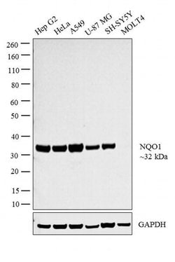 Invitrogen NQO1 Polyclonal Antibody 100 &mu;g | Buy Online | Invitrogen&trade; | Fisher Scientific