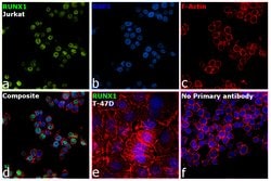 Invitrogen RUNX1 Polyclonal Antibody 100 &mu;g; Unconjugated:Antibodies,