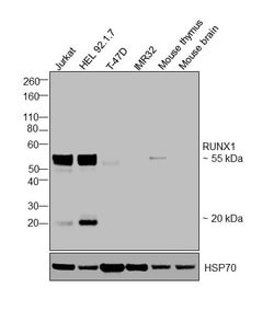 Invitrogen RUNX1 Polyclonal Antibody 100 &mu;g; Unconjugated:Antibodies,